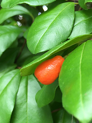 A single orange-red fruit of Simpson's stopper shrub