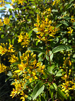 Spikes of golden yellow flowers on a thryallis shrub