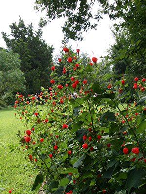 Turk's cap shrub