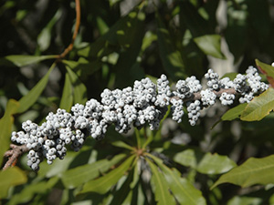 Branch of wax myrtle covered in clusters of pearl gray berries