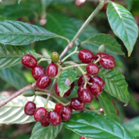Small, dark red berry-like fruits on branch of green-leafed plant