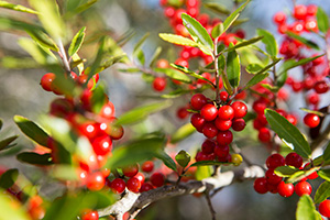 Bright red berries of yaupon holly