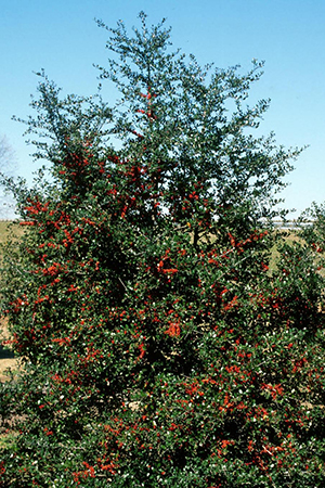 A small tree or shrub depending on your interpretation with small shiny leaves and red berry-like fruits