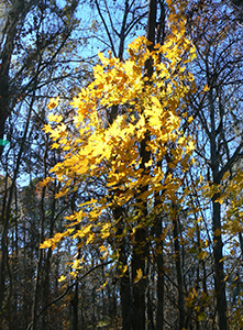 Yellow leaves of Florida maple in stark contrast to the thin dark trees