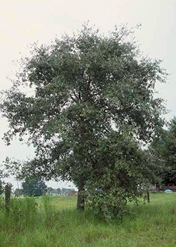 Rather ordinary tree in a field