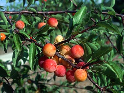 Tree branch with small round reddish-peach colored fruits