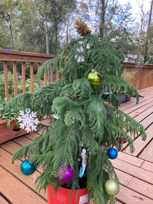 A small potted pine decorated with a few Christmas ornaments and sitting on a deck