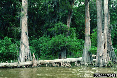 types of cypress trees