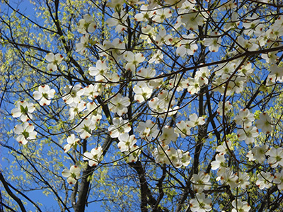 White flowers of a dogwood tree backed by clear blue sky