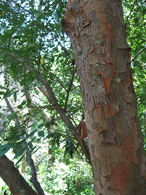 Detail of Drake elm bark