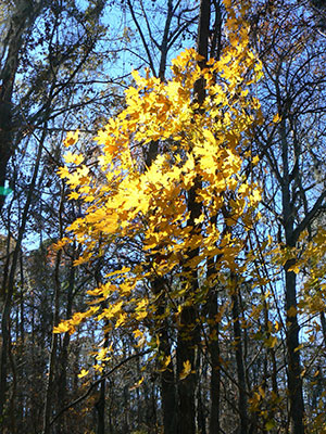 The brilliant yellow foliage of the Florida maple