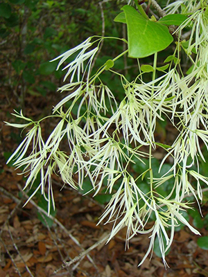 Clusters of white ribbon-like flowers
