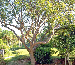 Elegant tree with smooth bark and lacy light green foliage