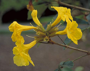 Yellow flowers of Handroanthus chrysanthus