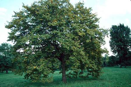 Large attractive green tree in a field