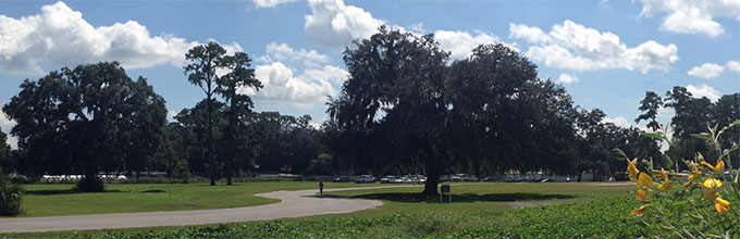 Oak trees