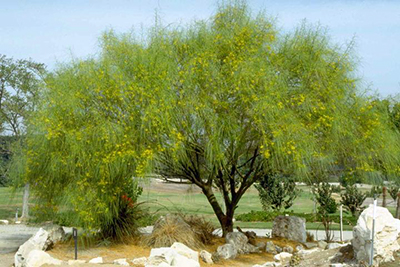Jerusalem-thorn tree is very drought-tolerant