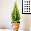 Small light green miniature cypress tree in a brown-paper wrapped pot on a counter in a contemporary home