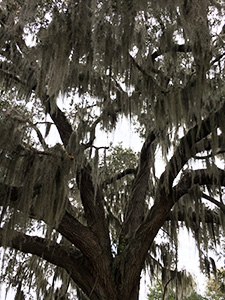 Looking up at the canopy of a live oak with branches draped in Spanish moss