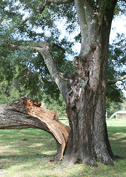 Large live oak with third of the trunk split apart and on the ground due to weak coleaders