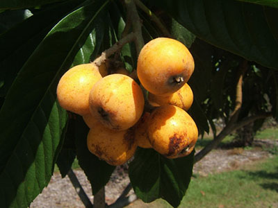 პატარა ფორთოხლის ხილი ხეზე ფლორიდაში