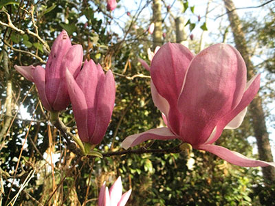 japanese magnolia tree