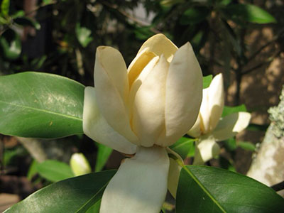 Sweetbay magnolia blossom