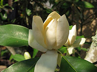 Sweetbay magnolia flower
