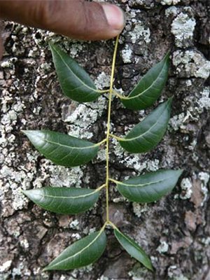 A leaf comprised of eight leaflets on a stem