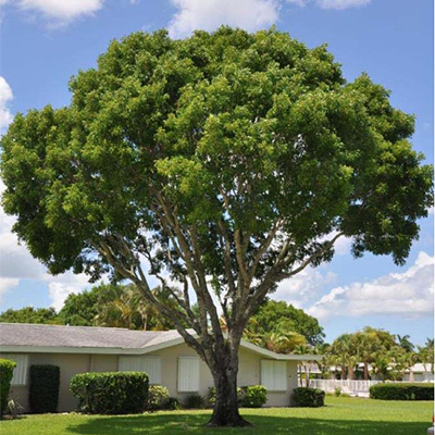 mahogany tree