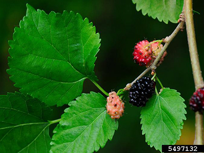 Why do some mulberry discount trees not produce fruit