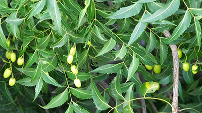 The green fruit and foliage of the neem tree