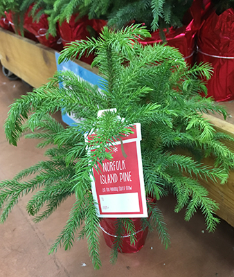Small Norfolk Island pine in a festively wrapped pot for sale at a grocery store