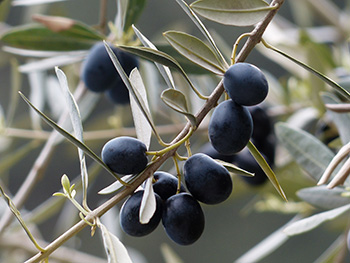 Ripe black olives on the branch of an olive tree