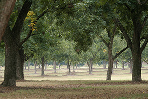 A grove of pecan trees