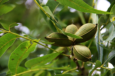 Pecans still on the tree in their green husks