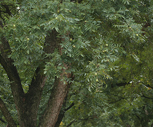 A closer look at pecan's attractive foliage