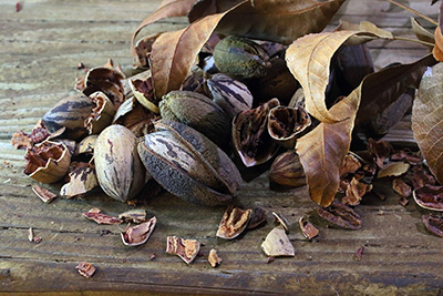 Artfully arranged pile of pecans, pecan shells, and brown curling pecan leaves