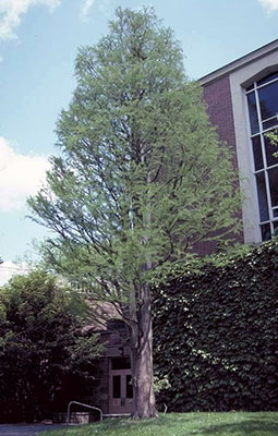 bald cypress tree leaf identification