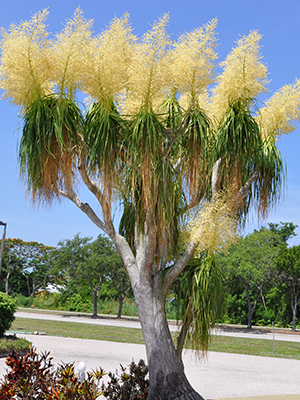 Unusual plant with a treelike structure, branches ending in tufts of draped, ribbon-like leaves, topped with spikes of creamy yellow flowers