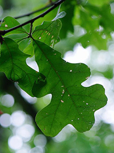 A bright green oak leaf, deeply lobed