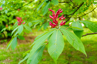 Branches of tree with light but bright green long leaves and a cluster of small red flowers