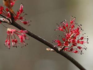 Tiny red fringey flowers of red maple