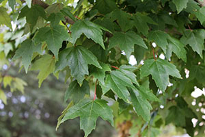 Green leaves of maple tree