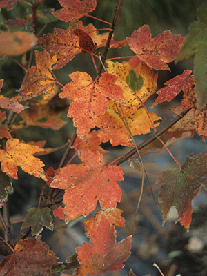 Orange-red maple leaves