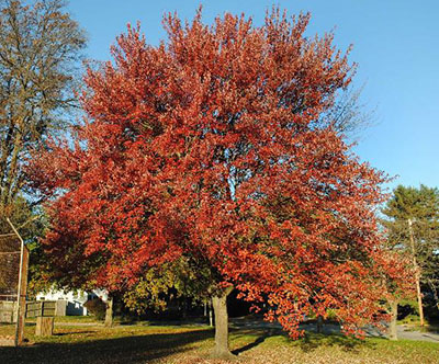 Tree covered in red-orange leaves