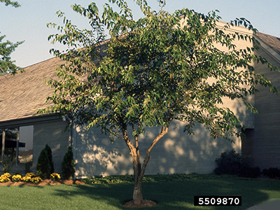 Red mulberry tree in a home landscape