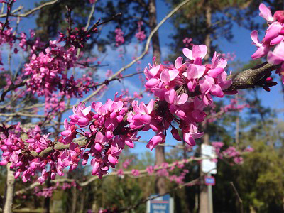 Eastern Redbud University Of Florida Institute Of Food And Agricultural Sciences