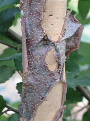 Peeling bark of a river birch