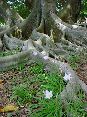 Roots of a tree